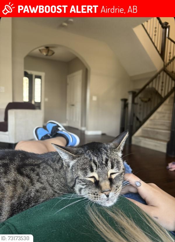 Lost Male Cat last seen Bayside circle, Airdrie, AB 