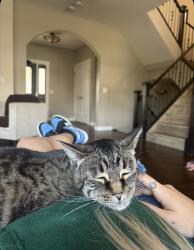 Lost Male Cat last seen Bayside circle, Airdrie, AB 