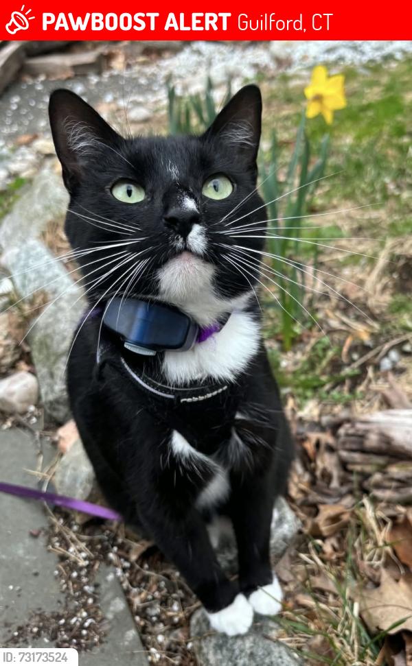 Lost Female Cat last seen Little Meadow Road, Guilford, CT 06437