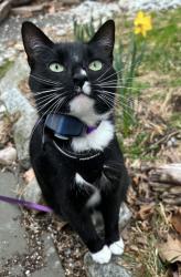 Lost Female Cat last seen Little Meadow Road, Guilford, CT 06437