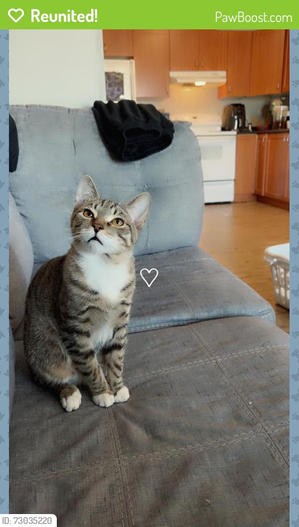 Reunited Male Cat last seen Main Street, Winnipeg, MB R2V 4Y7
