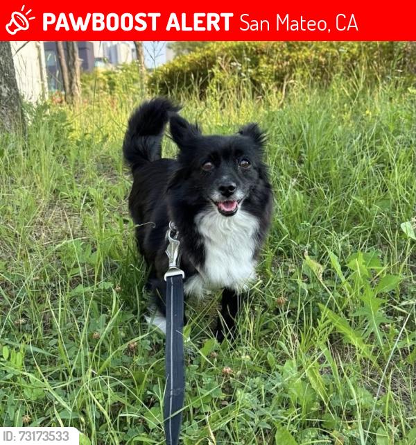 Lost Female Dog last seen W 5th Ave and Maple St, San Mateo, CA 94402