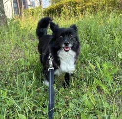 Lost Female Dog last seen W 5th Ave and Maple St, San Mateo, CA 94402