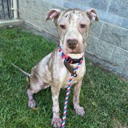 Shelter Stray Female Dog last seen Near BLK CEDAR AVE LONG BEACH CA 90807, 7700 E Spring St, Long Beach, CA 90815, USA
