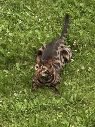 Lost Male Cat last seen On Oliver between Townline & Center Street, Oliver Paipoonge, ON P0T 2G0