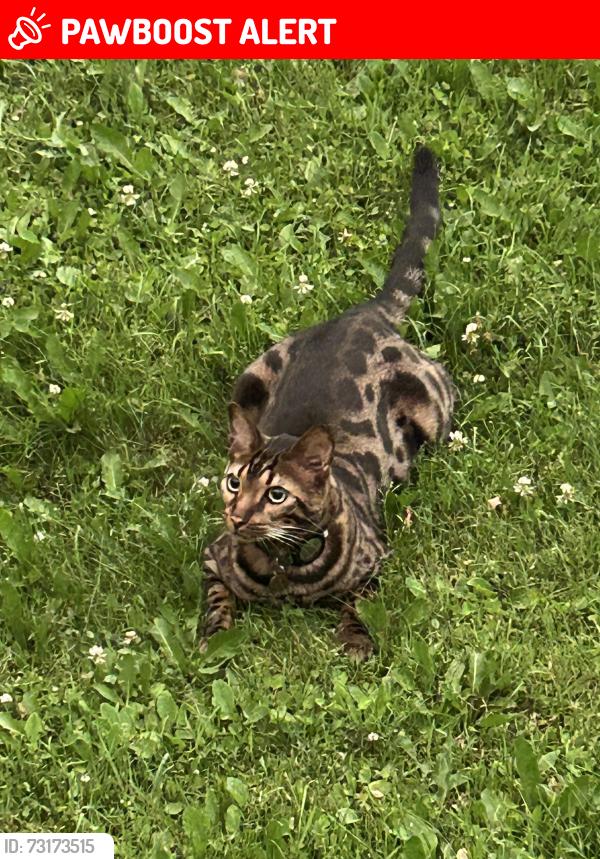 Lost Male Cat last seen On Oliver between Townline & Center Street, Oliver Paipoonge, ON P0T 2G0