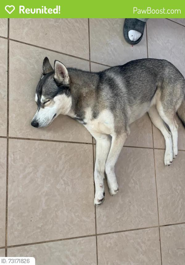 Reunited Female Dog last seen Near North ave, Sacramento, CA 95838
