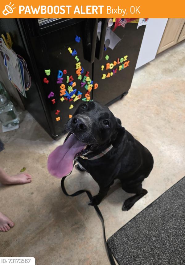 Found/Stray Female Dog last seen 101st and mingo, Bixby, OK 74008
