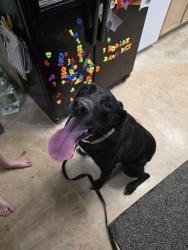 Found/Stray Female Dog last seen 101st and mingo, Bixby, OK 74008