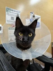 Lost Female Cat last seen NE 19th St and Shelton Ave NE, Renton, WA 98058