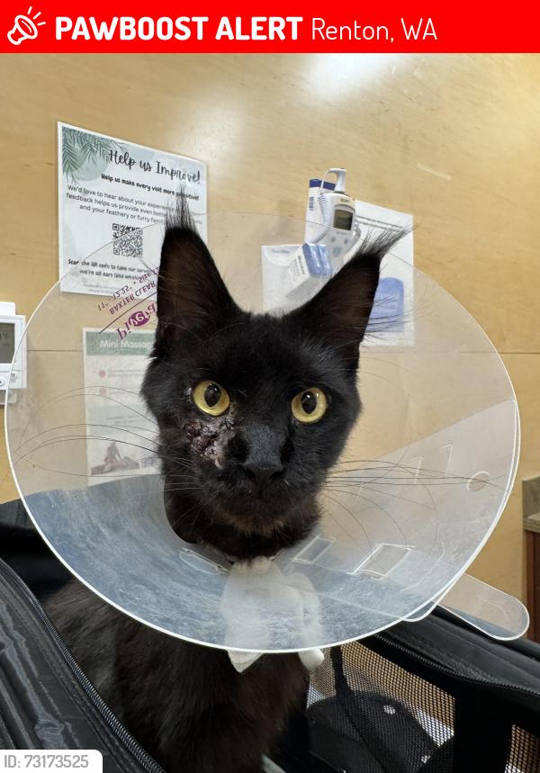 Lost Female Cat last seen NE 19th St and Shelton Ave NE, Renton, WA 98058