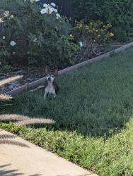 Found/Stray Male Dog last seen Willow and walnut, Rialto, CA 92376