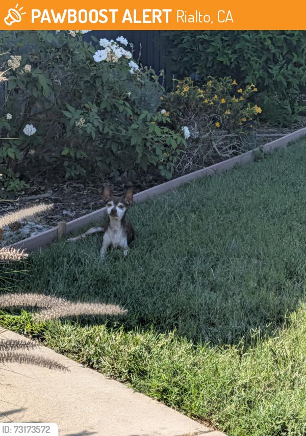 Found/Stray Male Dog last seen Willow and walnut, Rialto, CA 92376