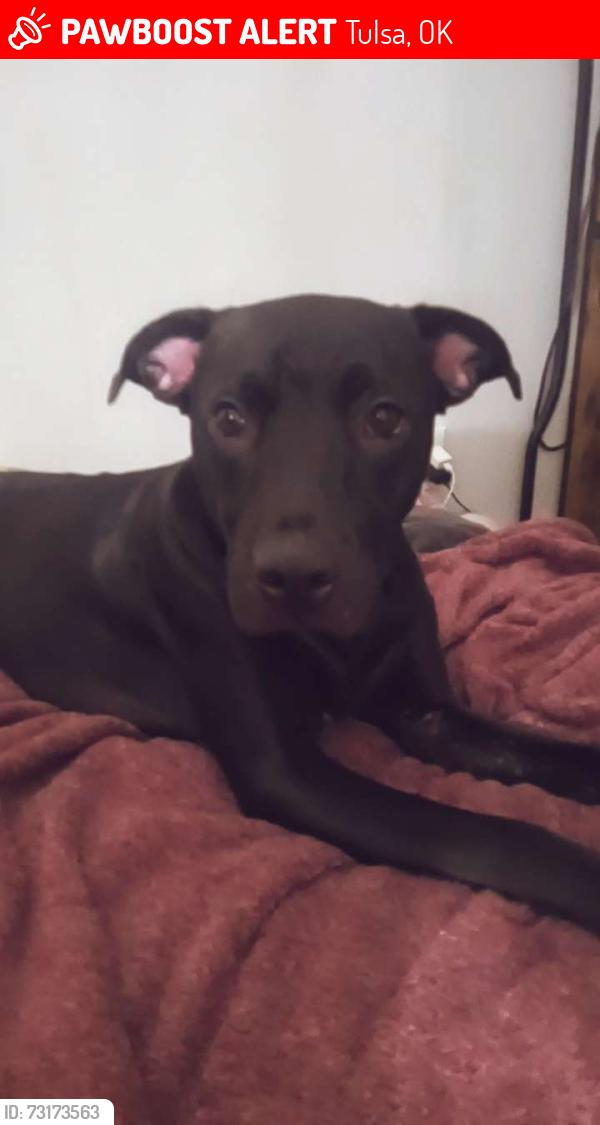 Lost Female Dog last seen by the oyo hotel and midtown flts and darlington oak, Tulsa, OK 74135