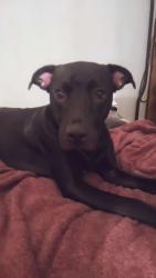 Lost Female Dog last seen by the oyo hotel and midtown flts and darlington oak, Tulsa, OK 74135
