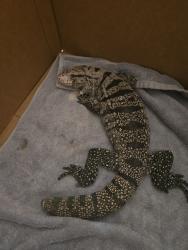 Found/Stray Unknown Reptile last seen Gettysburg, Clovis, CA 93613