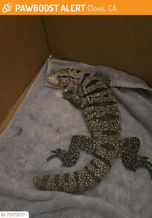 Found/Stray Unknown Reptile last seen Gettysburg, Clovis, CA 93613