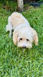 Found/Stray Female Dog last seen Wallnut & la Habra Blvd, Whittier, CA 90602