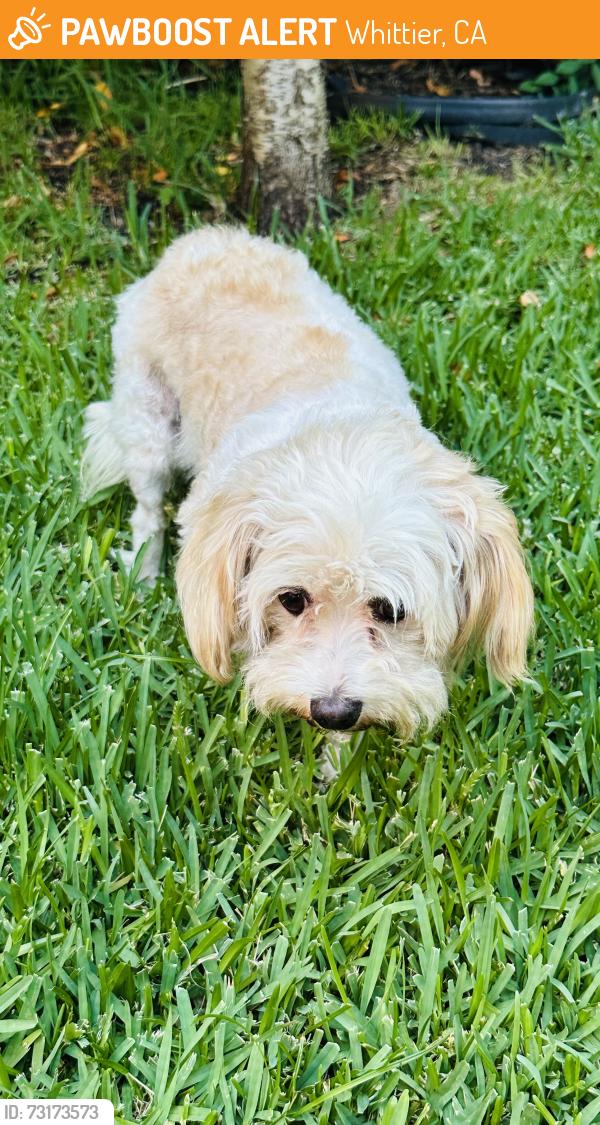 Found/Stray Female Dog last seen Wallnut & la Habra Blvd, Whittier, CA 90602