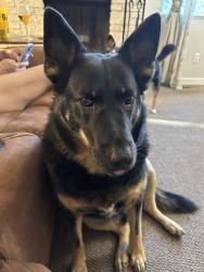 Reunited Male Dog last seen 185th and Rigert, Aloha, OR 97007