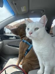 Reunited Male Cat last seen Gemini dr, Annapolis, MD 21403