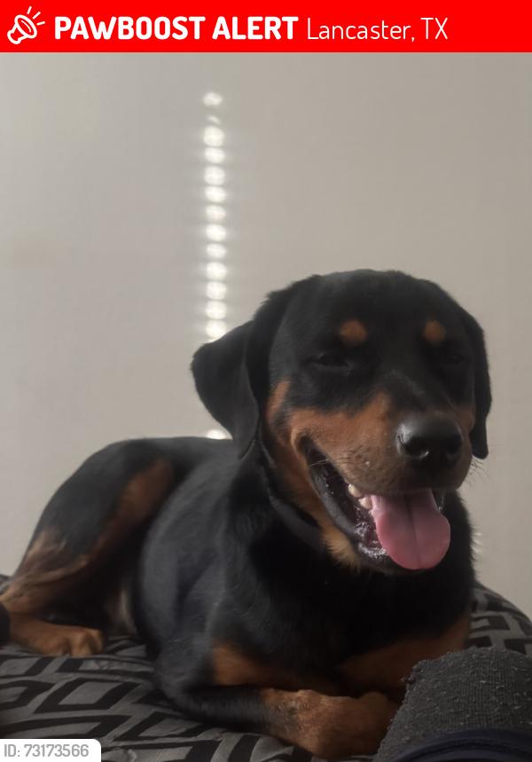 Lost Male Dog last seen Amber Waves Ln in Lancaster,TX, Lancaster, TX 75134