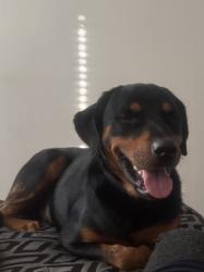 Lost Male Dog last seen Amber Waves Ln in Lancaster,TX, Lancaster, TX 75134