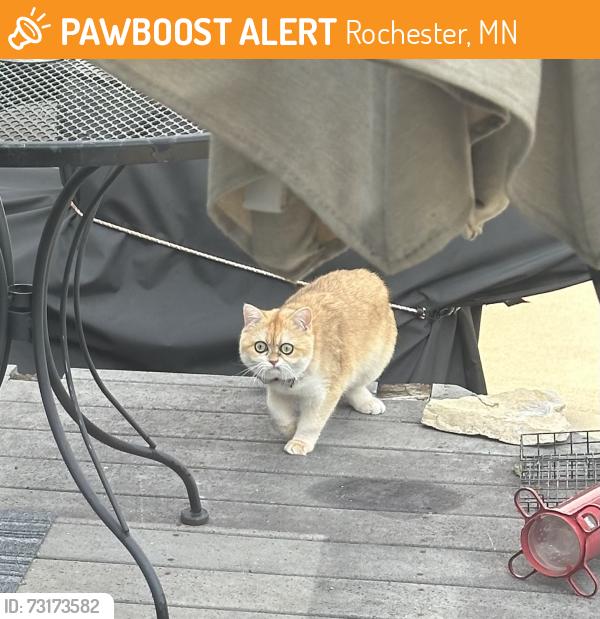 Found/Stray Unknown Cat last seen Jefferson Elementary, Rochester, MN 55906