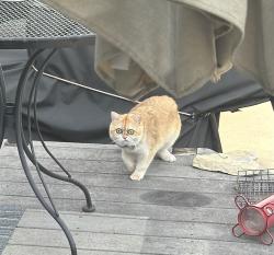 Found/Stray Unknown Cat last seen Jefferson Elementary, Rochester, MN 55906