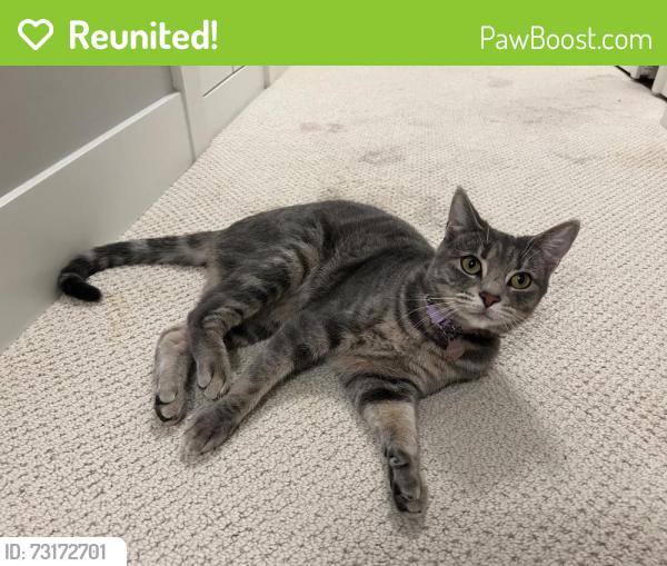 Reunited Female Cat last seen Laurelwood golf course, near central blvd., Eugene, OR 97403