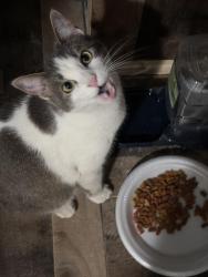 Reunited Female Cat last seen Victoria Ave, North Chicago, IL 60064