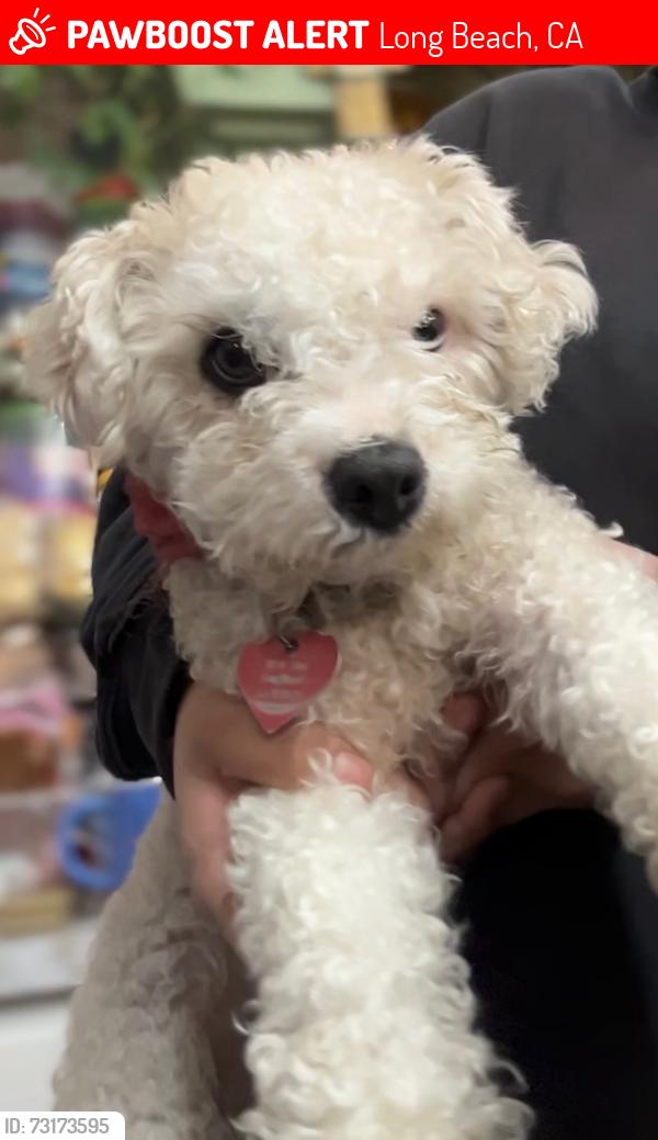 Lost Female Dog last seen 51st and Daisy, Long Beach, CA 90805