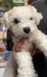 Lost Female Dog last seen 51st and Daisy, Long Beach, CA 90805