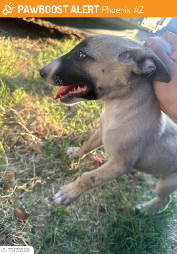 Found/Stray Female Dog last seen Camelback, Phoenix, AZ 85015