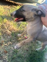 Found/Stray Female Dog last seen Camelback, Phoenix, AZ 85015
