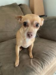 Reunited Female Dog last seen In Hanford, near 11th Ave & 6th Street, Armona, CA 93202