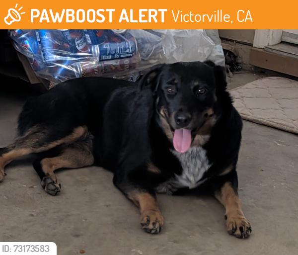 Found/Stray Female Dog last seen 7th Street the O'Reilly's store., Victorville, CA 92395