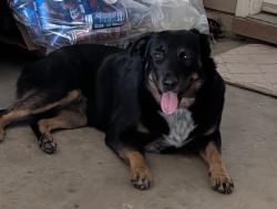 Found/Stray Female Dog last seen 7th Street the O'Reilly's store., Victorville, CA 92395