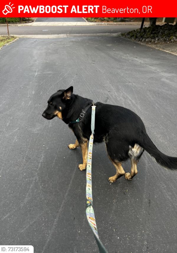 Lost Male Dog last seen Rigert and 184th, Beaverton, OR 97007