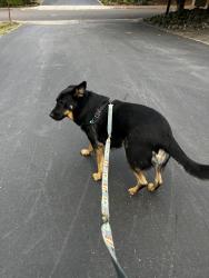 Lost Male Dog last seen Rigert and 184th, Beaverton, OR 97007