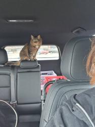 Reunited Female Cat last seen Saunders Blvd Southern Pines, Southern Pines, NC 28387