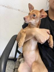 Found/Stray Female Dog last seen Jim St. and Nan St., Houston, TX 77092