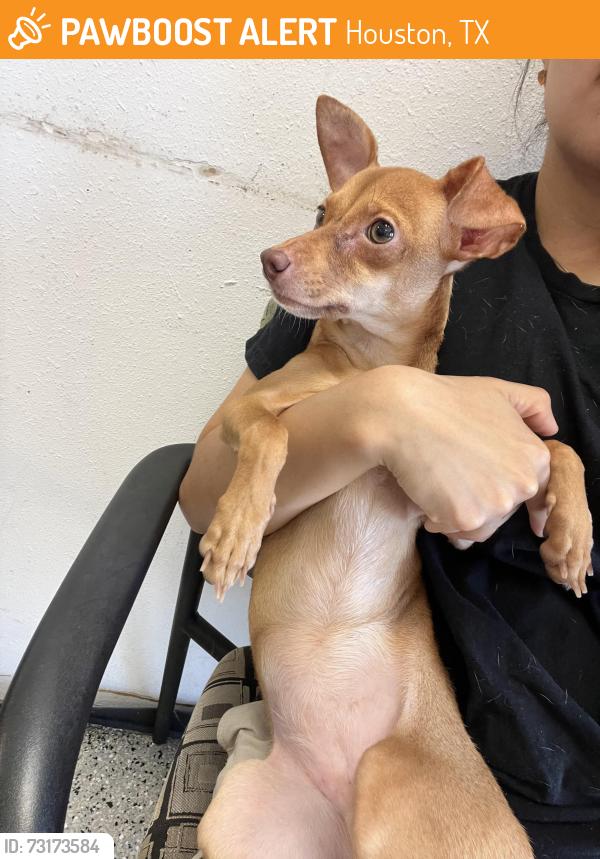 Found/Stray Female Dog last seen Jim St. and Nan St., Houston, TX 77092