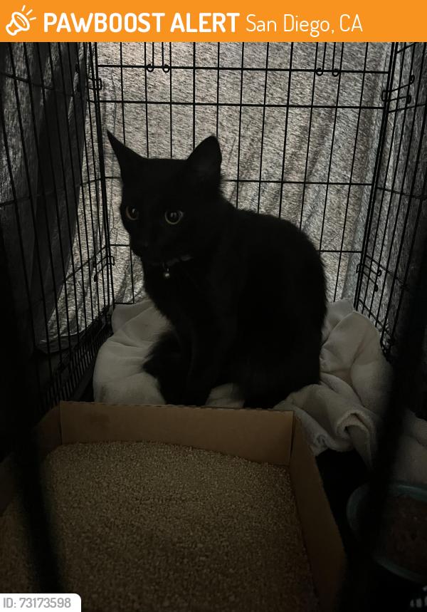 Found/Stray Unknown Cat last seen Bahia Resort Parking lot 998 west mission nabay dr, San Diego, CA 92109