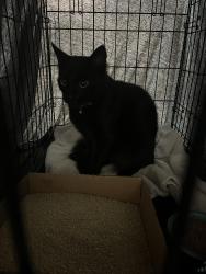 Found/Stray Unknown Cat last seen Bahia Resort Parking lot 998 west mission nabay dr, San Diego, CA 92109