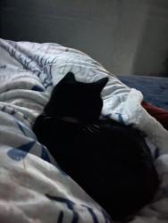 Lost Female Cat last seen Ingram trails neighborhood, Ocoee, FL 34761