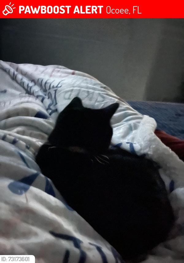 Lost Female Cat last seen Ingram trails neighborhood, Ocoee, FL 34761