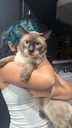 Reunited Male Cat last seen Palencia & Seville St, Las Vegas, NV 89121