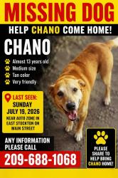 Lost Male Dog last seen Main Street, Stockton, CA 95215