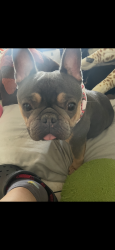 Lost Female Dog last seen Hollywood, Hollywood, FL 33021